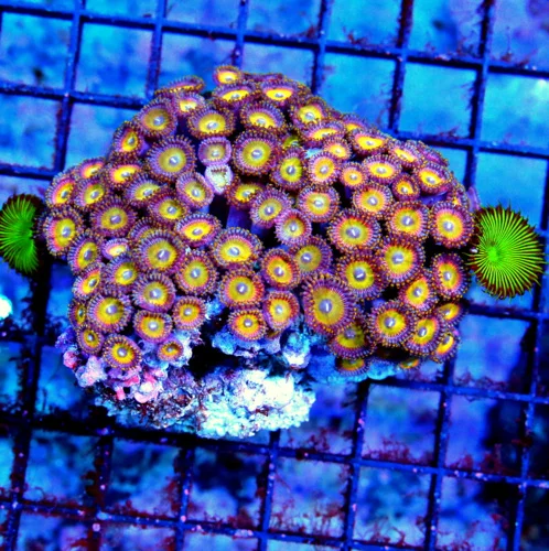 3.5x3 ZOANTHID CORAL COLONY - ULTRA COLLECTOR'S ITEM ULTRA GRADE ZOANTHID CORAL COLONY