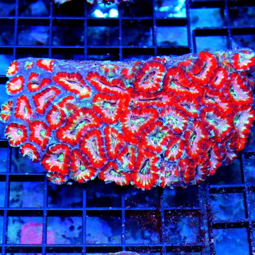 5.5x4 ACANTHASTREA LORDHOWENSIS CORAL -  BAD TO THE BONE ULTRA COLORED ACAN LORD CORAL