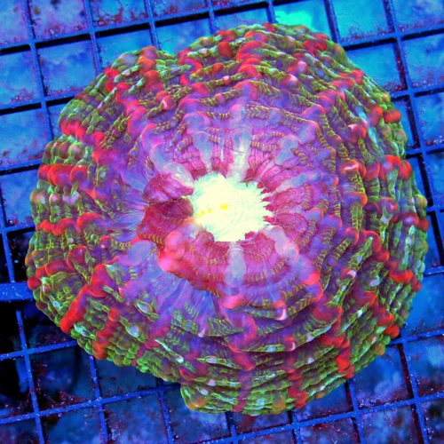 5x5 INDOPHYLLIA CORAL - ULTRA COLORED ULTRA GRADE MASTER INDOPHYLLIA CORAL