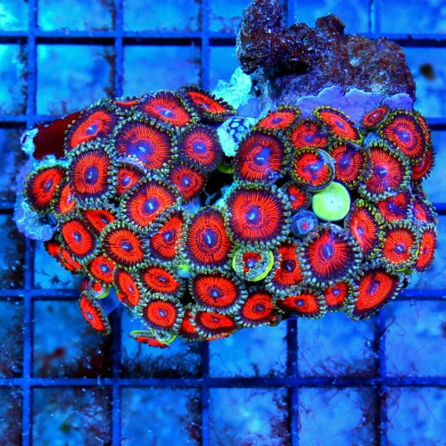 4 ZOANTHID CORAL COLONY - ULTRA GRADE COLLECTOR'S ITEM KED'S RED ZOANTHID CORAL COLONY