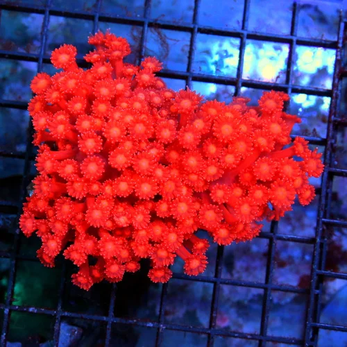 4x4 GONIOPORA CORAL - ULTRA GRADE ULTRA COLORED RED GONIOPORA CORAL