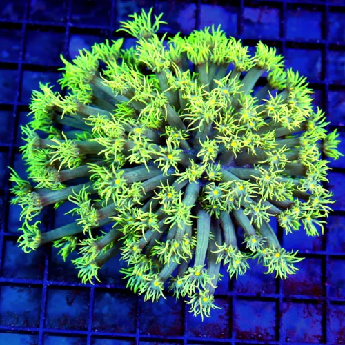 5x5 GONIOPORA CORAL -  PURPLE TENTACLED YELLOW BLUE EYED GONIOPORA CORAL