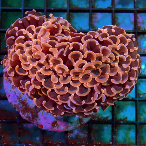 4.5x4 XXL HAMMER CORAL -  VERY VERY NICE NEON PINK AND ORANGE TIPPED HAMMER CORAL