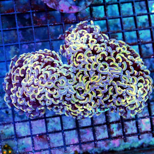 4.5x5 HAMMER CORAL - MULTICOLORED BLUE AND ORANGE ULTRA GRADE HAMMER CORAL