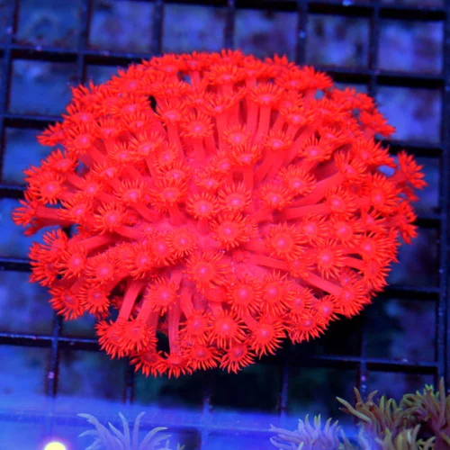 4x4 GONIOPORA CORAL -  PRETTIEST RED BLUE EYED GONIOPORA CORAL YOU'LL EVER SEE