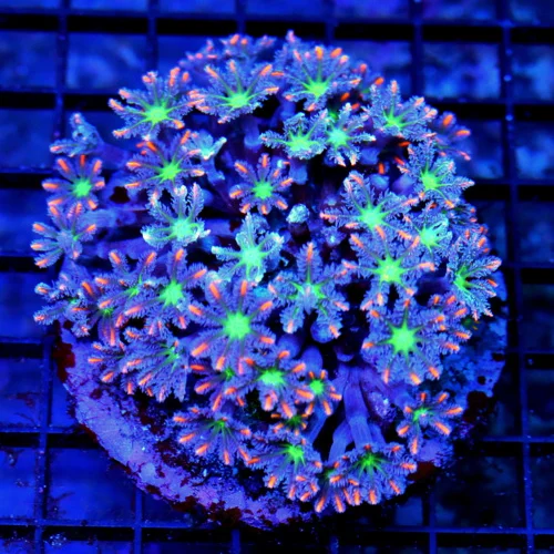 4x4 CLOVE POLYPS CORAL - COMBO PURPLE TRUE FIRECRACKER CLOVE POLYPS CORAL