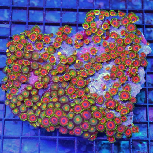 5.5x5 XXL COMBO ZOANTHID CORAL COLONY - MULTICOLORED ULTRA GRADE COMBO ZOANTHID CORAL COLONIES