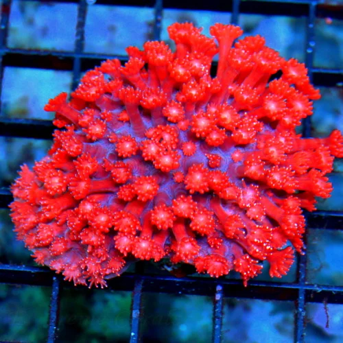 4x3 GONIOPORA CORAL - (NOT FULLY OPEN IN PHOTO) VERY VERY NICE ULTRA RED COLORED GONIOPORA CORAL