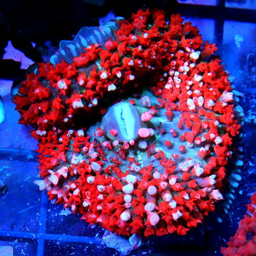3 SAINT THOMAS RHODACTIS MUSHROOM CORAL - RED MULTICOLORED BLUE/GREEN SAINT THOMAS RHODACTIS MUSHRO