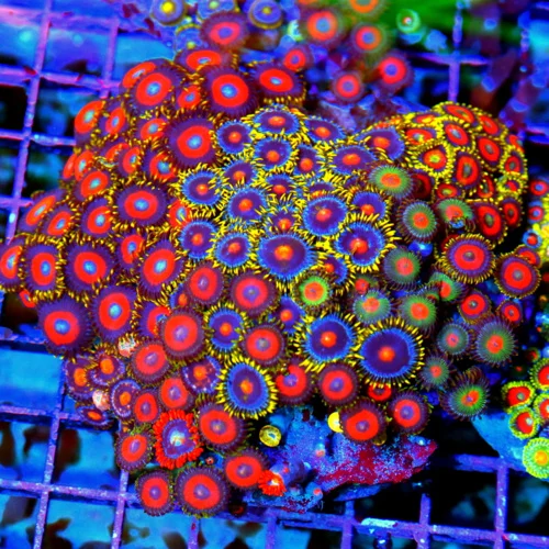 4.5x4.5 COMBO ZOANTHID CORAL - MIXED HAPPY FAMILY COMBO ZOANTHID CORAL COLONY