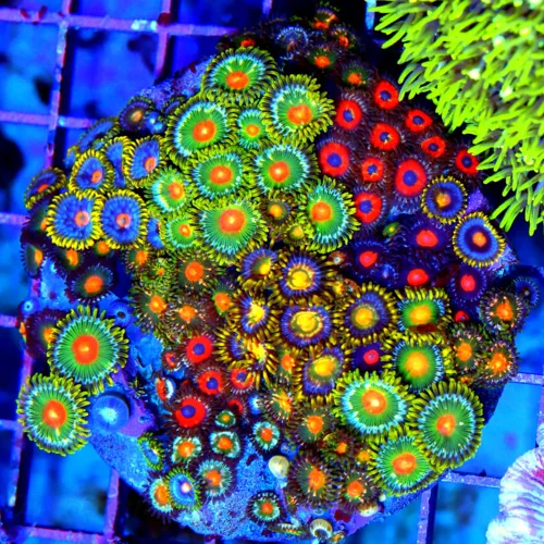 4x4 COMBO INDO ZOANTHID COLONY - ULTRA ULTRA COLORED ULTRA COMBO INDO ZOANTHID CORAL COLONY