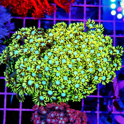 5.5x5 XL GONIOPORA CORAL - NEON YELLOW BLUE EYED ULTRA COLORED GONIOPORA CORAL