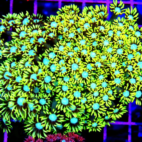 COLONISTA 　CONPE10 　Coral CONPE10 Coral | COLONISTA