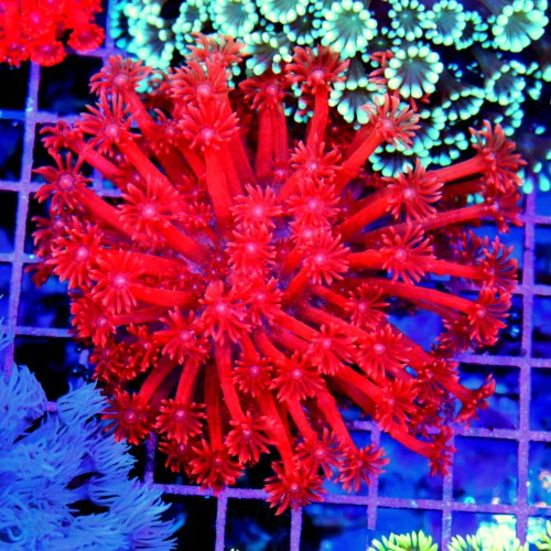 4.5x4.5 GONIOPORA CORAL - ULTRA COLORED ULTRA GRADE SUPER RED GONIOPORA CORAL