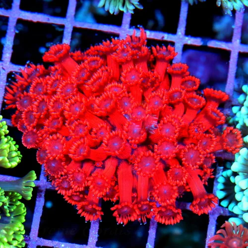 3.5x3.5 GONIOPORA CORAL - BEAUTIFUL NEON RED BLUE EYED GONIOPORA CORAL