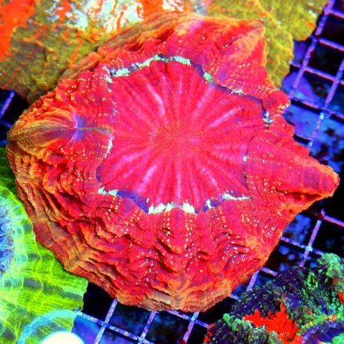 7x7 ACANTHOPPHYLLIA CORAL - ULTRA COLORED ULTRA GRADE RAINBOW ACANTHOPHYLLIA CORAL