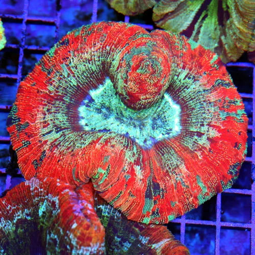 5.5x5.5 WELLSOPHYLLIA CORAL - ULTRA COLORED ULTRA GRADE RAINBOW WELLSOPHYLLIA CORAL