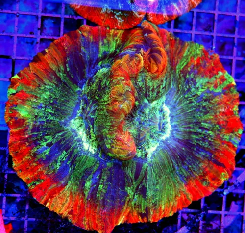 6.5x6 WELLSOPHYLLIA CORAL - ULTRA COLORED ULTRA GRADE RAINBOW WELLSOPHYLLIA CORAL