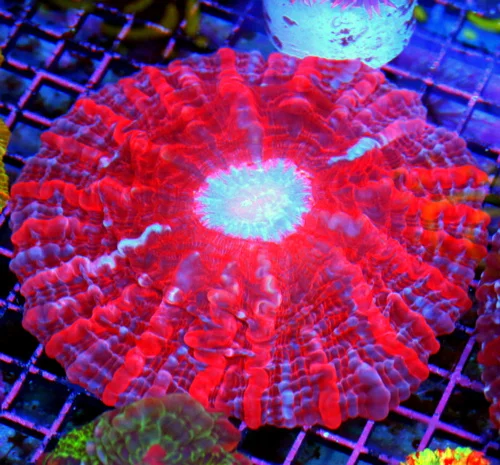 6x6 GIANT CYNARINA CORAL - OUTSTANDING VERY HARD TO GET BLUE EYED MULITCOLORED RED CYNARINA CORAL