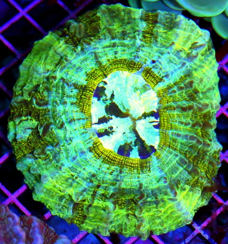 5x5 ACANTHOPHYLLIA CORAL - VERY VERY NICE ULTRA GRADE MULTICOLORED ACANTHASTREA CORAL