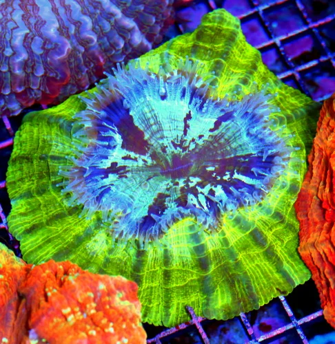 5.5x5.5 ACANTHOPHYLLIA CORAL - HANDPICKED SHOW PIECE MULTICOLORED ACANTHOPHYLLIA CORAL