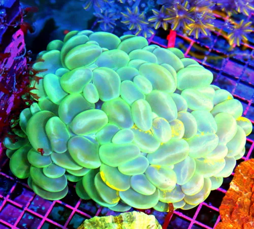 7.5x7 GIANT XXXL BUBBLE CORAL - YELLOW MULTICOLORED ULTRA GRADE CATSEYE BUBBLE CORAL