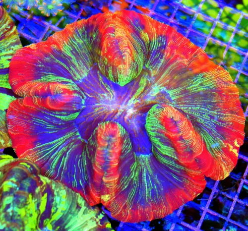6x6 GIANT WELLSOPHYLLIA CORAL - ULTRA ULTRA GRADE WELLSOPHYLLIA RAINBOW CORAL