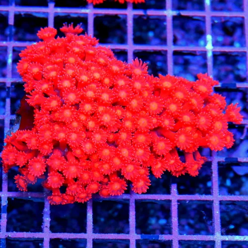 5x4 GONIOPORA CORAL - ULTRA GRADE ULTRA COLORED RED GONIOPORA CORAL