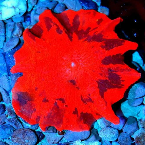 JAWBREAKER MUSHROOMS - COLLECTOR'S PIECE! - ONLY GET A FEW OF THESE EVERY COUPLE OF YEARS