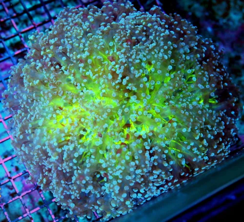 8x8 XXXL OCTOSPAWN CORAL - HAVEN'T HAD THESE ALL YEAR - HANDPICKED ULTRA COLORED OCTOSPAWN CORAL