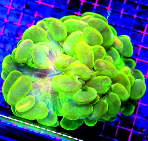 7x6 GIANT XXXL BUBBLE CORAL - YELLOW BLUE AND GREEN MULTICOLORED ULTRA GRADE BUBBLE CORAL