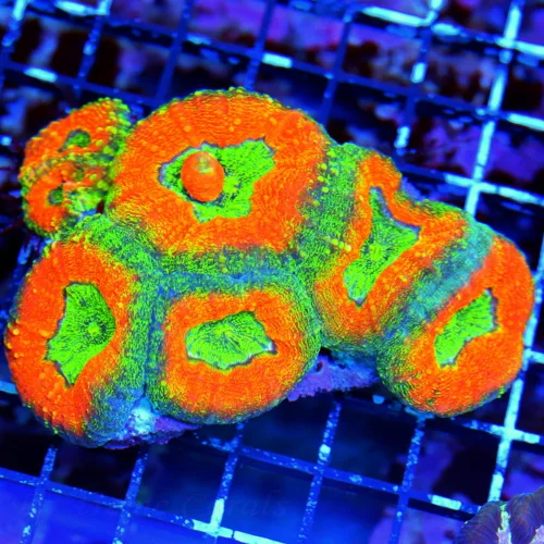 5.5x4 LOBOPHYLLIA CORAL - ULTRA GRADE SCREAMING TRI-COLORED LOBOPHYLLIA CORAL