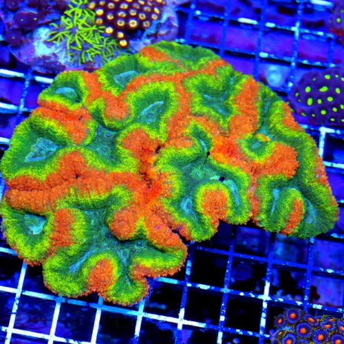 7x6.5 XXL LOBOPHYLLIA CORAL - QUAD COLORED HANDPICKED CENTERPIECE LOBOPHYLLIA CORAL