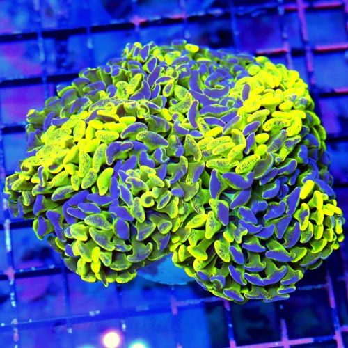 5.5x5 BRANCHING HAMMER CORAL - HIGHLIGHTER NEON YELLOW BLUE SPLASHED BRANCHING HAMMER CORAL