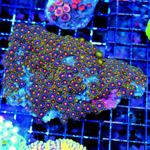 6.5x5 ZOANTHID CORAL - ULTRA ULTRA COLORED BLUE RINGED ZOANTHID CORAL COLONY
