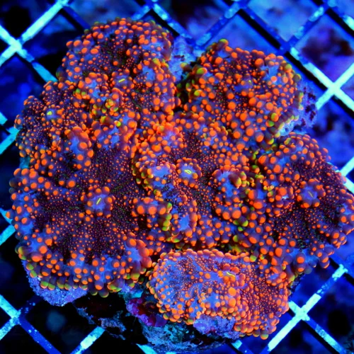 4.5x4.5 RICORDIA YUMA CORAL - OUT OF THIS WORLD FULLY COVERED ULTRA GRADE RICORDIA YUMA