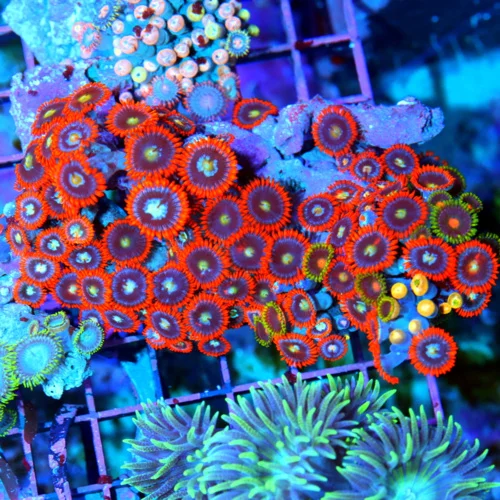 5.5 ZOANTHID CORAL - ONE OF A KIND HANDPICKED ULTRA GRADE VERY VERY RARE ZOANTHID CORAL COLONY
