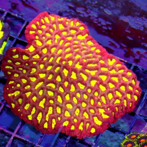5x5 FAVIA CORAL - ULTRA COLORED RED YELLOW EYED FAVIA CORAL