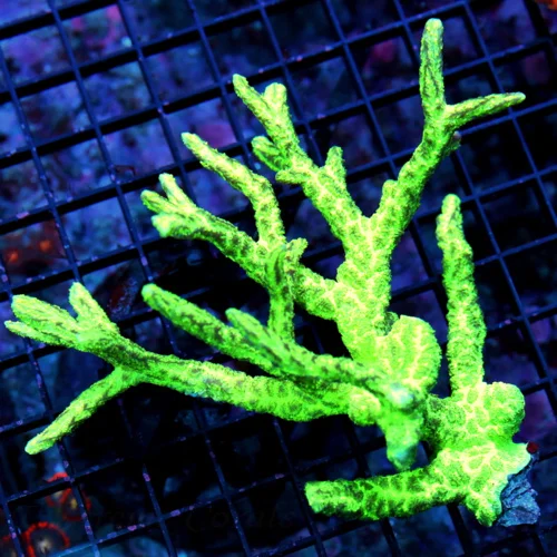 5.5x5 HYDNOPHORA CORAL - VERY VERY RARE BRANCHING HYDNOPHORA CORAL