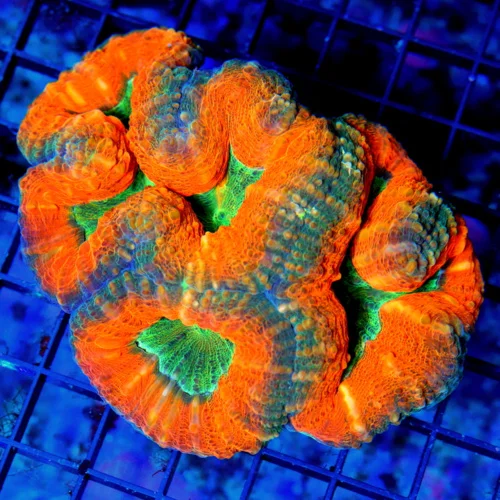 4x4 LOBOPHYLLIA CORAL - ULTRA COLORED ULTRA GRADE TRI-COLORED LOBOPHYLLIA CORAL