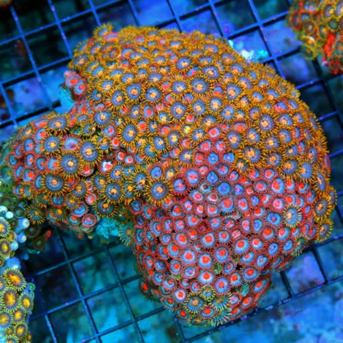 6.5x5.5 COMBO ZOANTHID CORAL - ULTRA GRADE HAVE NOT SEEN THESE COLORS IN YEARS! COLLECTOR'S ZOANTHID