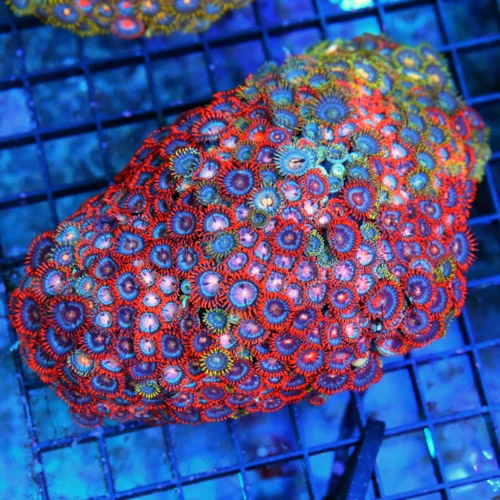 5.5x4.5 COMBO ZOANTHID CORAL - ULTRA GRADE HAVE NOT SEEN THESE COLORS IN YEARS! COLLECTOR'S ZOANTHID