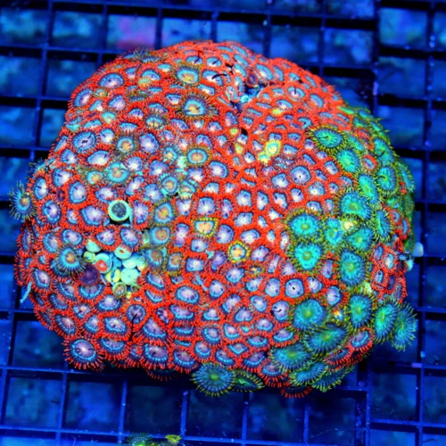 5.5x5.5 COMBO ZOANTHID CORAL - ULTRA GRADE ULTRA COLORED COMBO ZOANTHID CORAL