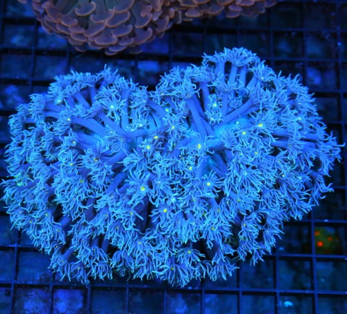 6x4.5 GONIOPORA CORAL - ULTRA ULTRA PURPLE ULTRA GRADE YELLOW EYED GONIOPORA CORAL