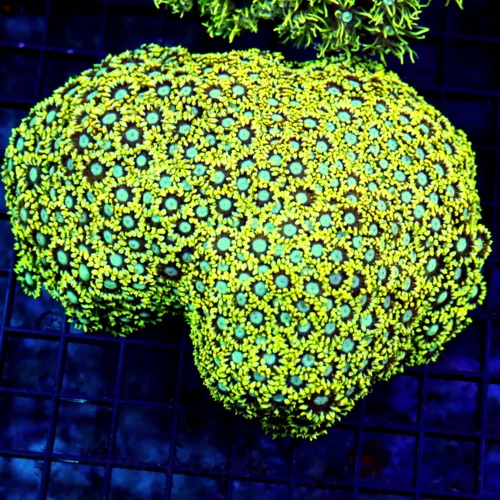 6x5 GONIOPORA CORAL - NEON HIGHLIGHTER YELLOW BLUE EYED HANDPICKED GONIOPORA