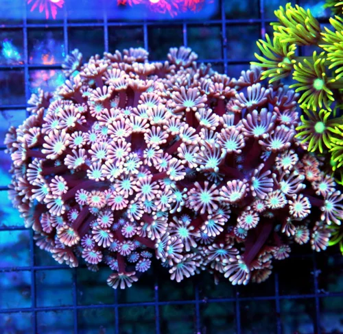 6x4.5 GONIOPORA CORAL - SUPER NEON PINK/RED BLUE EYED GONIOPORA CORAL