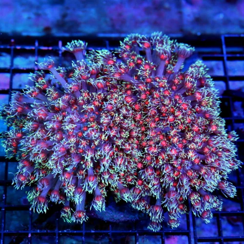 6.5x6.5 GONIOPORA CORAL OF THE MONTH - SCOTT'S HANDPICKED ULTRA RED EYED PURPLE TENTACLED GONIOPORA