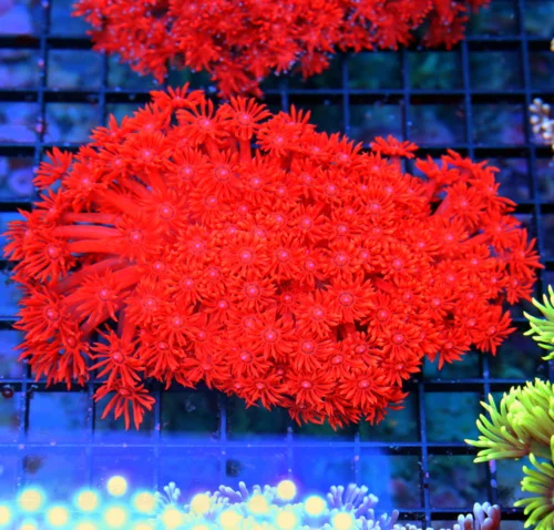 5.5x4.5 AUSSIE GONIOPORA CORAL - FINEST YOU'LL EVER SEE BOOK QUALITY RED GONIOPORA CORAL
