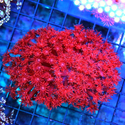 5.5x4.5 AUSSIE GONIOPORA CORAL - FINEST YOU'LL EVER SEE BOOK QUALITY RED GONIOPORA CORAL