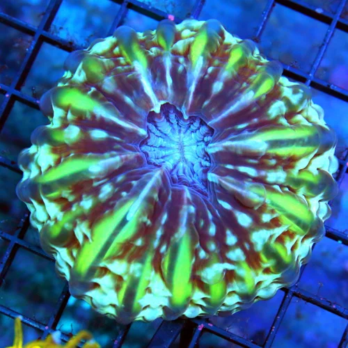 5.5x5.5 CYNARINA CORAL - BEAUTIFUL ULTRA GRADE SPECTACULAR GOLD YELLOW AND BLUE CYNARINA